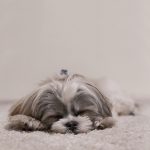 wszystko o shih tzu