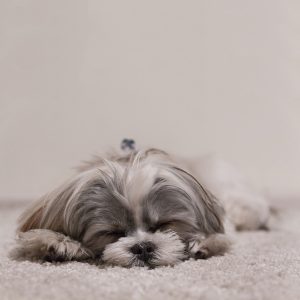 wszystko o shih tzu